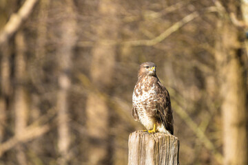 Buzzard in the forest. Sitting on a wooden post. Wildlife Bird of Prey, Buteo buteo, Looking left....