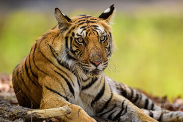 portrait of a tiger