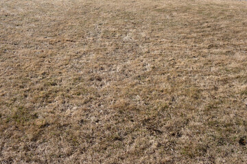A lawn with dried grass. grass after winter. scarification and aeration