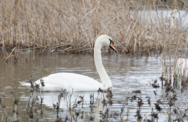 white swan on the river, swans in the wild.