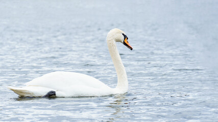 Plakat graceful white swan on the river, swans in the wild. portrait of a swan