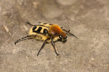 Trichius zonatus is a bee beetle