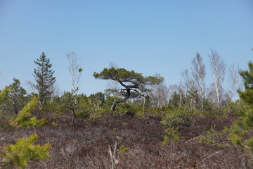 Moorlandschaft Eulenau