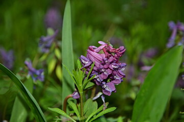 Spring. spring first grass 