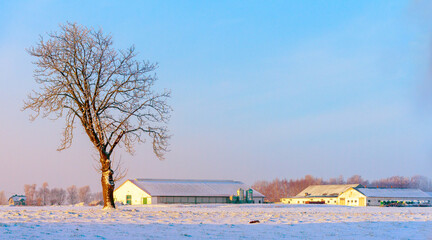 Lonely mighty tree in the morning sun.
