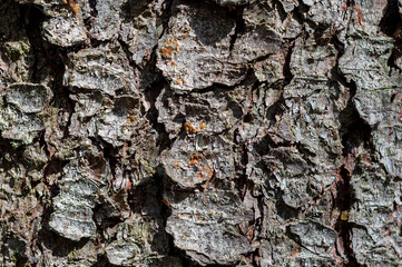 background from the bark of a tree covered with moss. pine bark texture close up