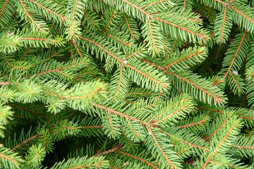 Green branches of a coniferous tree background close-up