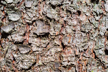 background from the bark of a tree covered with moss. pine bark texture close up