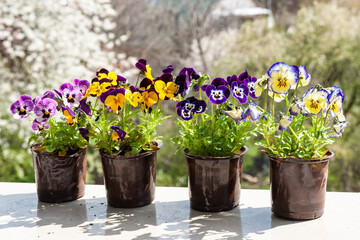 A nice variety of colors of violets planted in pots