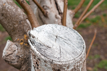 Walnut tree with white lime layer applied