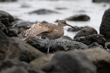 Eurasian whimbrel on the shores of Lanzarote