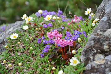 信州、長野県茅野市、八ヶ岳、横岳の高山植物、チョウノスケソウ、オヤマノエンドウ、イワカガミ。
