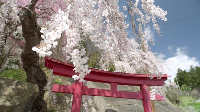 烏帽子山公園桜まつり　鳥居