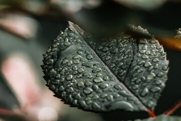 Big, beautiful drops of transparent rainwater on a dark green macro leaf. Dewdrops on rainy afternoon. Beautiful leaf texture in nature