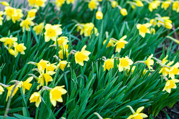 Obraz premium background of daffodils blooming in the garden in spring
