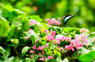 Spring time concept. Butterfly and pink creeper flowers blooming.