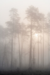 Fototapeta na wymiar Sosny we mgle