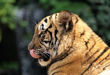 Everything is Royal about me