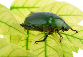 Beetle wing green with leaves on white background.