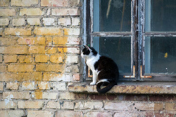 Czarno-biały kot siedzący na parapecie starego drewnianego okna - obrazy, fototapety, plakaty
