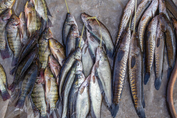 Fresh catch of freshwater fish at the street food market near the Inle Lake in Burma, Myanmar