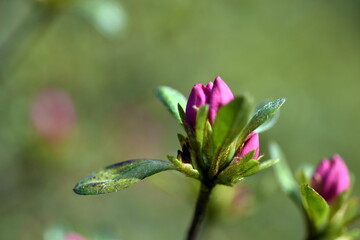Knospen einer Rostblättrigen Alpenrose
