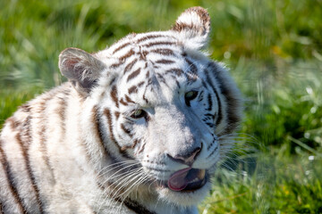 Fototapeta na wymiar white tiger