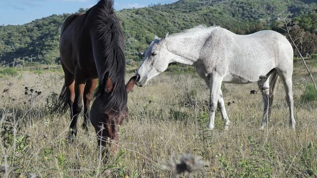White and brown horses graze in a pasture with dry grass in mountain landscape.