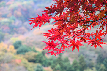 紅葉