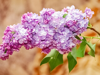 Branch of garden lilacs in May
