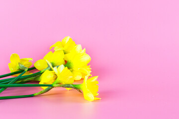 bouquet of yellow daffodils on a pink background with copyspace