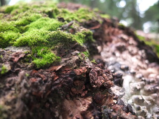Weird shaped tree trunk with green moss on it