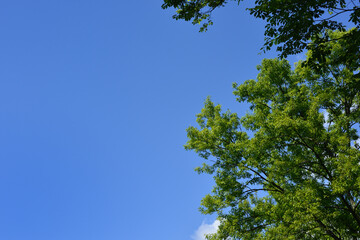 初夏の青空と新緑-1