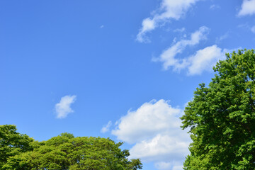 初夏の青空と新緑-2