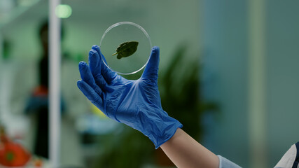 Closeup of biologist scientist holding in hands petri dish with green leaf analyzing genetic...
