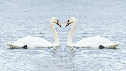 Plakat romantic two swans, symbol of love. a pair of mute swans on the surface of the water.