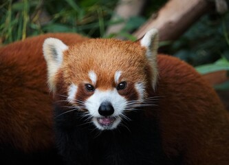 Red Panda Close up