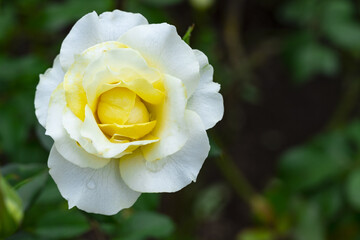 雨に濡れた薔薇