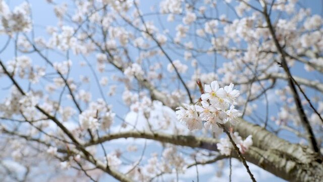 烏帽子山公園桜まつり