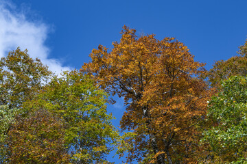 青い空と色づいた森