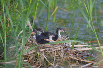 one month old coot chicks on a nest in a reed near lake