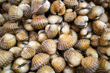 Pile of sea cockles shell in the market