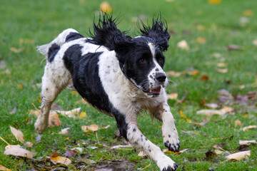 Black and white Springer Spaniel on autumn leaves