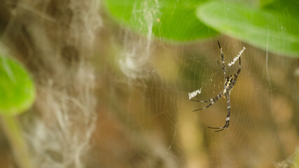 tropical spider on web insect hunting. spider predator on the web