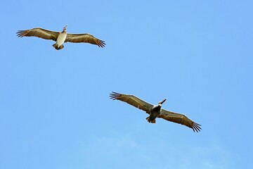 Pelikane fliegen über Wasser