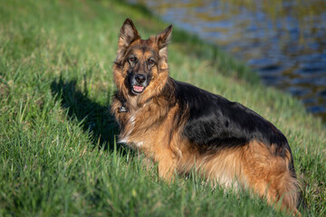 german shepherd dog