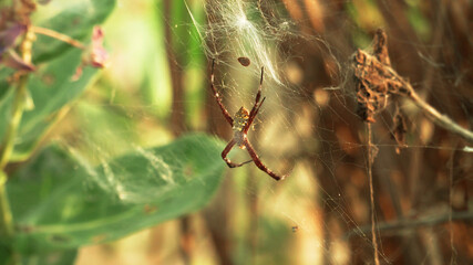 tropical spider on web insect hunting. spider predator on the web