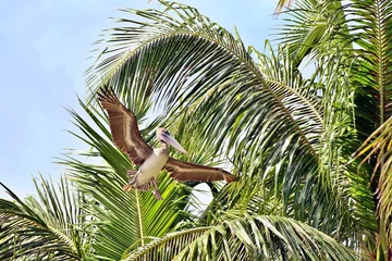 Fotobehang Pelikan in der Karibik © Peter