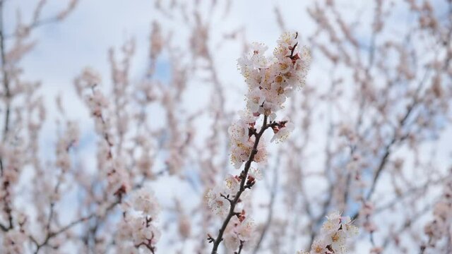 flowering apricot branch 3 4k25 200 Mbit sec