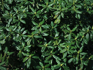 Fresh leaves and swollen buds of the rhododendron shrub